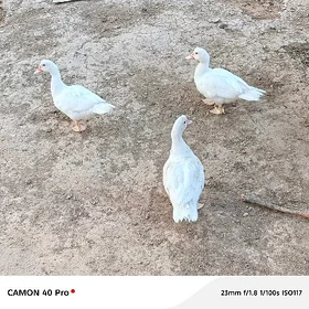 İndawutga ördek