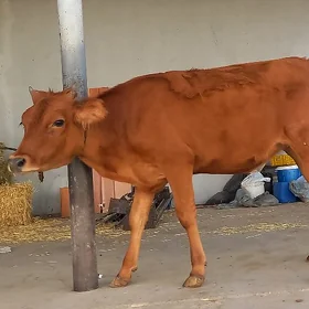 tuwe