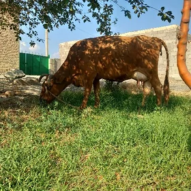 Goleli sygyr
