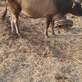 bogoz sygyr