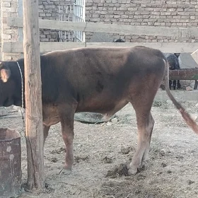 öküz