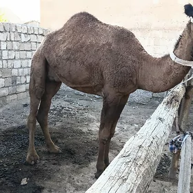 köşekli düye