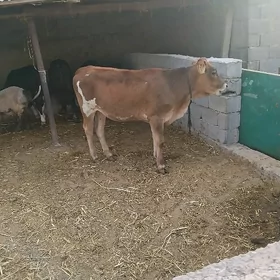 ARASSA SWES TUWE