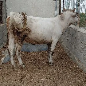 OKUZ TUWE