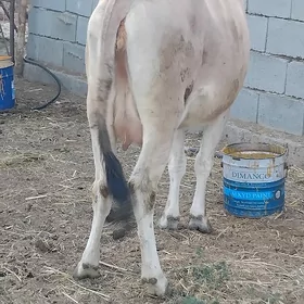 Sygyr