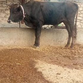 göleli sygyr okuz