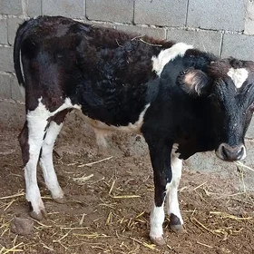 Öküz