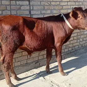 baklyk öküz