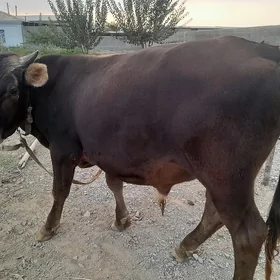 2 OKUZ