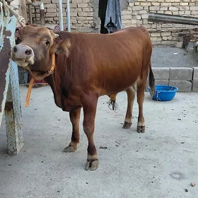 Şwed öküz