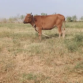sygyr