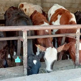 Öküz Tüwe Göle