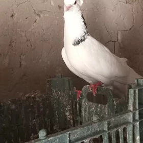 kepderi