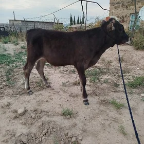 öküz