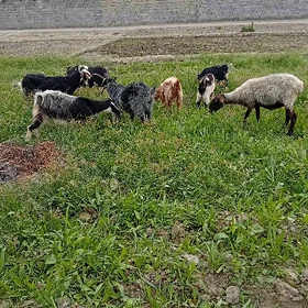 geçi we goyun