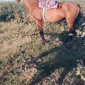 Meleguş