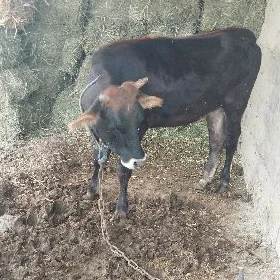 tüwe