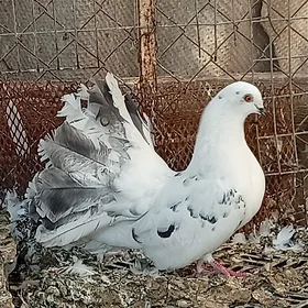 KepderiKepderi