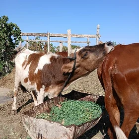 tùwe göle