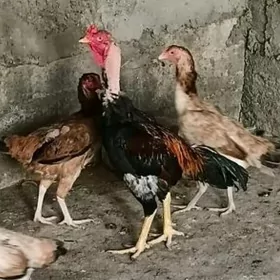 taskent horaz we maki