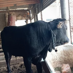 Arginal siwes öküz