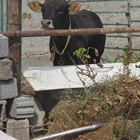 Öküz