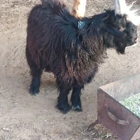 Çebiş