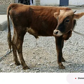 öküzce