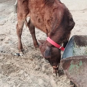 Göle
