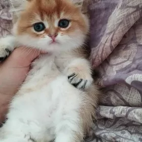 шотландские котята