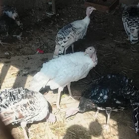 induk 🦃