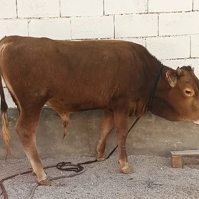 ôkuz