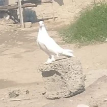 kepderi