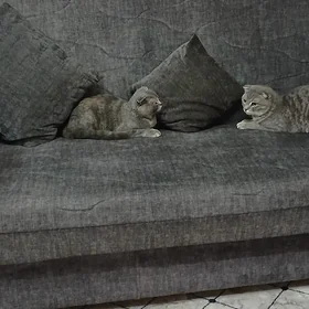 кот на вязки