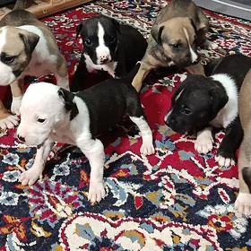 Pitbull питбуль