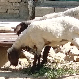 işşek