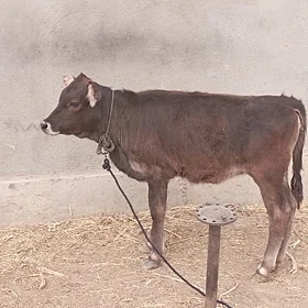 tohum tüwwe