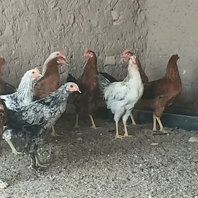 towuk horaz