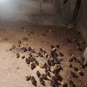 beden juyje
