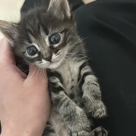 🐾малыши ищут семью🏡