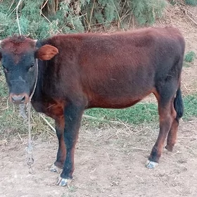 göleli, sygyr