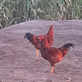 Horaz