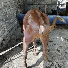 gulajyn
