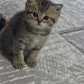 котята