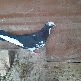 kepderi