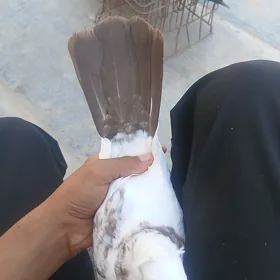 kepderi