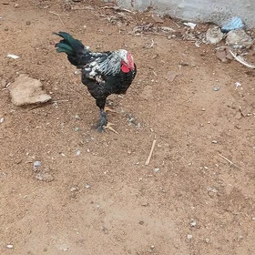 Brama horaz