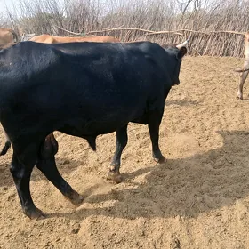 öküz