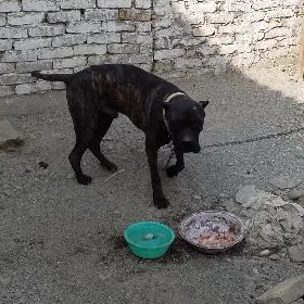 pidbul kopek