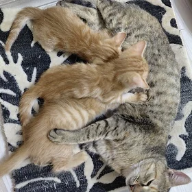 котенок
